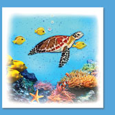 sea turtle