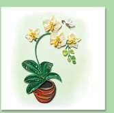 orchid
